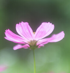 Fototapeta premium delicate pink cosmos flower