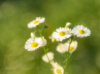 small delicate daisies