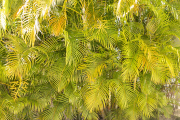 Lush green palm leaves creating a tropical backdrop in a sunny garden setting during the daytime