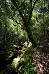 Lush green forest with moss covered tree and rocks along a stream creating a serene and peaceful atmosphere in a natural setting with vibrant foliage