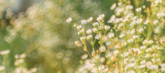 small daisy flowers..