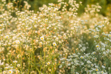 small daisy flowers..