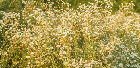 small daisy flowers..