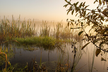 Morning fog on the lake at dawn. Colourful glow in the sky, with surrounding forest trees reflected...