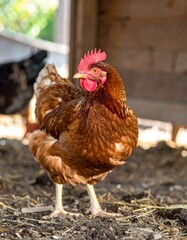 Fototapeta premium chicken