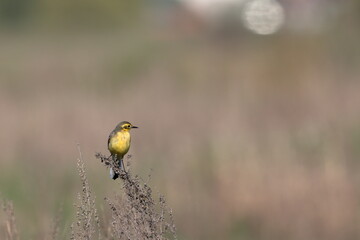 Yellow-headed Wagtail in a meadow by the Staritsa River near the village of Agro-Pustyn, Ryazan Region