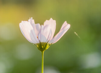 delicate pink cosmos flower