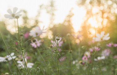 Obraz premium cosmos flowers in a flowerbed