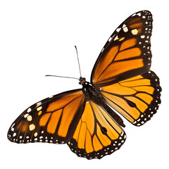 Fototapeta premium butterfly isolated on transparent background