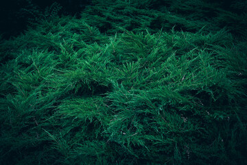 Dark green Juniper bush branches pattern texture
