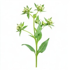 Fototapeta premium Isolated delicate green flower with leaves on a white background studio shot botanical beauty