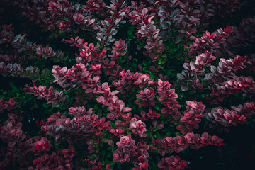 Obraz premium A close up of red Barberry bush leaves texture