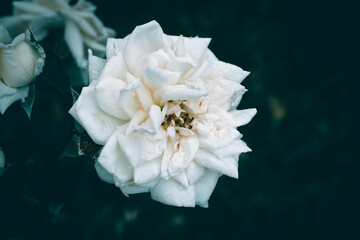 A close up of a white rose in bloom with rain droplets