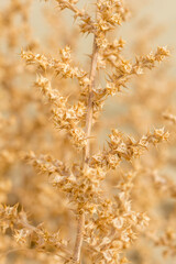 dry thorny plant in Cyprus