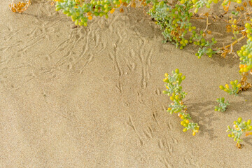 bird tracks on the sand