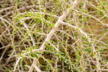 thorny bush branches