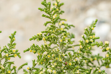green plant of Cyprus temelea