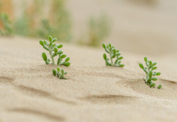 succulent plant on sand