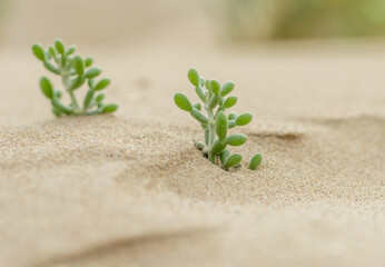 succulent plant on sand