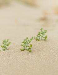 succulent plant on sand