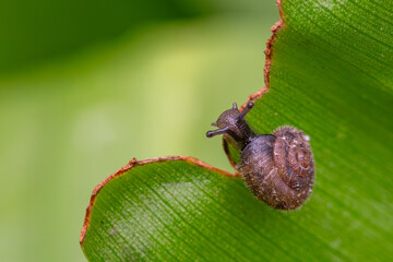 Insect macro