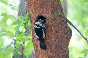 Woodpecker feeds chicks sitting near the hollow