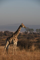 Graceful Giraffe Standing in African Savanna Landscape during sunset