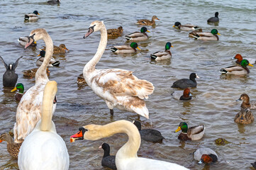 Beautiful swans and ducks swimming in the sea