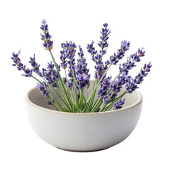 Obraz premium Fresh cut lavender flowers laid out as a decorative frame border, realistic high-qualit on transparent png background. Ai generated