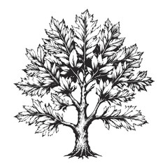 Obraz premium Oak Leaves and Branches Vector Silhouette. Natural Tree Element for Botanical Design