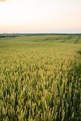 Wheat field at sunset in rural countryside