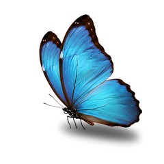 Blue butterfly on white