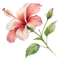 Watercolor hibiscus flower isolated on transparent background tropical floral clipart PNG design hand painted blossom summer botanical illustration

