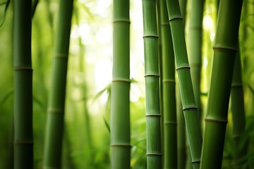 Fototapeta premium Serene Bamboo Forest Green Tranquility Background For Wellness And Meditative Spaces