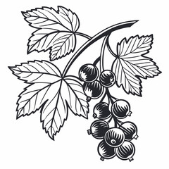 black and white grape