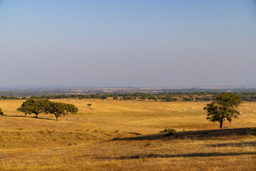 Obraz premium Cows grazing in golden meadow under summer sun in Alentejo, Portugal