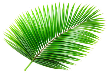 Obraz premium green leaves of palm tree isolated on transparent background PNG