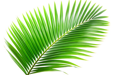 green leaves of palm tree isolated on transparent background PNG