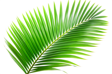 green leaves of palm tree isolated on transparent background PNG