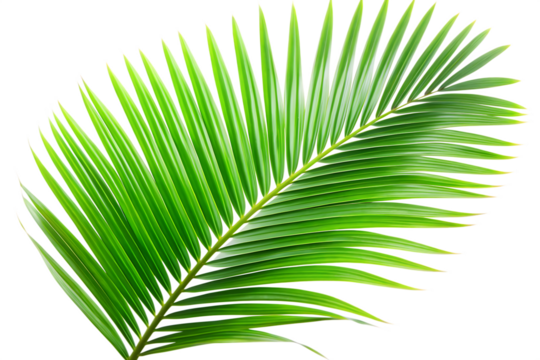 green leaves of palm tree isolated on transparent background PNG - Powered by Adobe