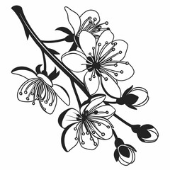 black and white flowers