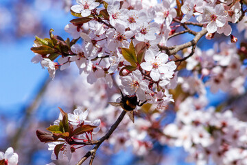 A bee pollinates cherry blossoms on a tree branch against a blue sky in spring.