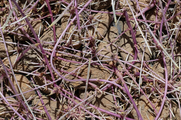 Close-up of seed potatoes with sprouts.