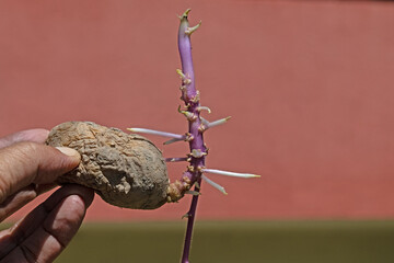 Close-up of seed potatoes with sprouts.