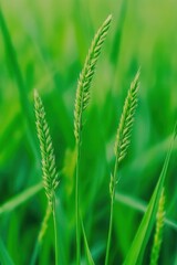 Serene close up of vibrant green grass seeds in a lush meadow showcasing natural beauty and tranquility with a soft focus background during a sunny day