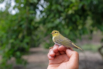A man holds a small bird at a bird ringing station. Wood Warbler, Phylloscopus sibilatrix.