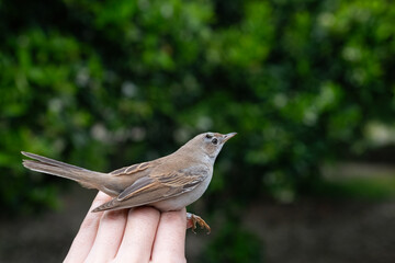 The man is holding a small bird with a tick on its head. Common Whitethroat, Sylvia communis.