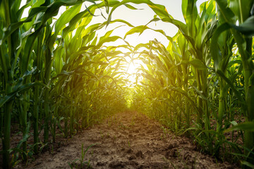 Cornfield rows captured from ground level at sunrise