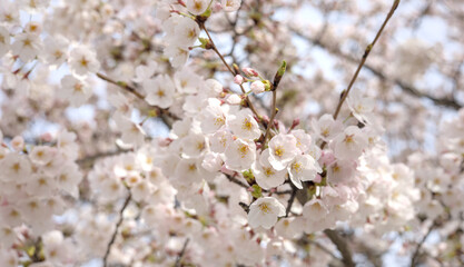 Obraz premium beautiful cherry blossom flowers blooming in brooklyn new york city street (sign symbol of spring springtime warm weather) white and pink flower bloom blossoms tree trees pollen allergy beauty nature