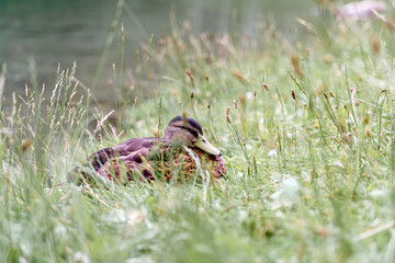 Duck resting in tall grass by a tranquil pond during a calm afternoon